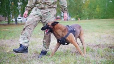 Adam bir numara gerçekleştirmek için köpeğini eğitiyor. Gösterilen yüzü