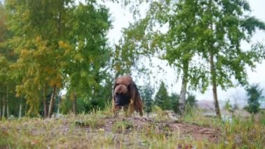 Kameranın doğru çalışan eğitimli çoban köpeği
