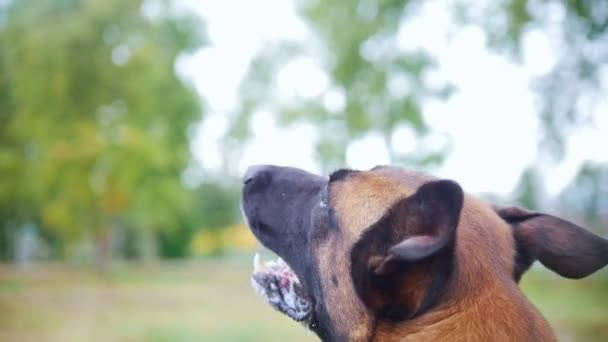 Perro pastor entrenado ladrando. Ángulo trasero. Primer plano. — Vídeos de Stock