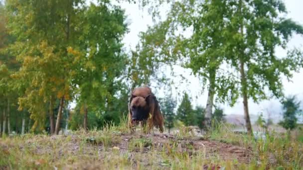 Trainierter Schäferhund rennt auf die Kamera zu — Stockvideo