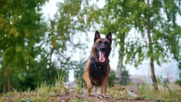 Glücklich trainierter Schäferhund rennt in die Kamera — Stockvideo