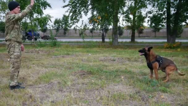 Człowiek szkoli swojego psa do wykonywania poleceń w parku — Wideo stockowe