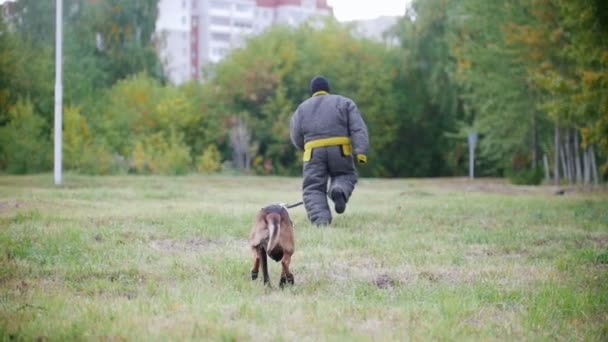 Человек в защитном костюме учит свою пастушью собаку атаковать. Бег в замедленной съемке — стоковое видео