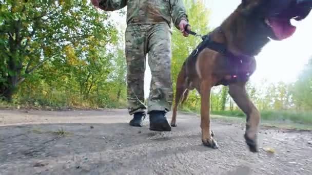 Der Besitzer führt den Hund an der Leine durch den Park. Frontansicht — Stockvideo