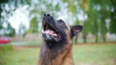 Köpek hava ısırığı. Park. Portait atış