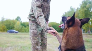 Çoban köpeği efendisinin parkta paws