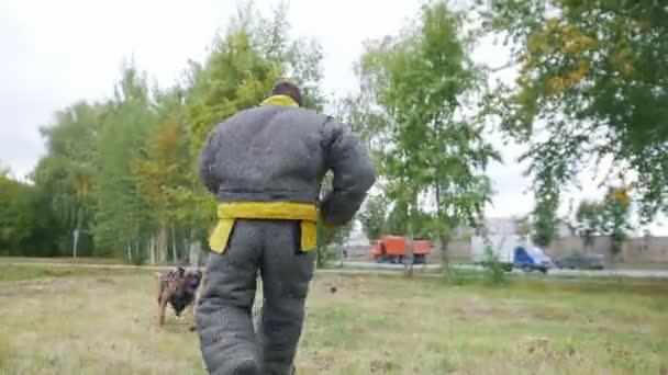 Человек в защитном костюме тренирует свою пастушью собаку атаковать — стоковое видео