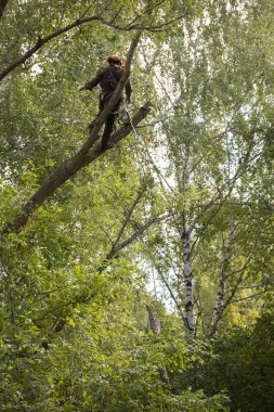 Adam halatlar kullanarak bir ağacı üzerinde duruyor. Adam Emanet ekipman elbise giyiyor ve bir emniyet kemeri kullanma