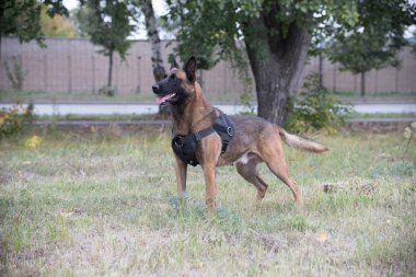 Bir alan üzerinde büyük eğitimli Alman çoban köpek duran