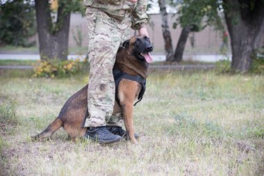 Büyük eğitim eğitmen bacakları arasında oturan Alman çoban köpeği