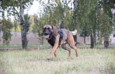 Bir sahada çalışan büyük eğitimli Alman çoban köpeği