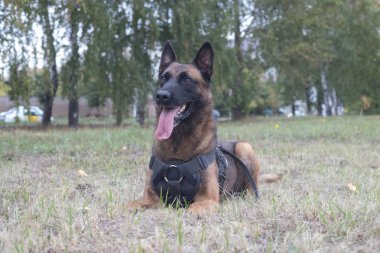 Alanında oturup büyük eğitimli Alman çoban köpeği. Yakın çekim
