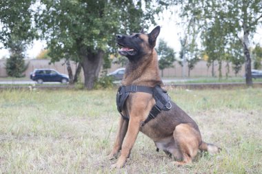 Alanında oturup büyük eğitimli Alman çoban köpeği. Yan açı. Yakın çekim