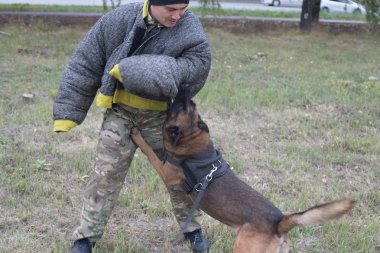 Eğitim çoban köpeği saldıran üzerinde. Köpek eğiticisi koruyucu takım elbiseli ısırır.
