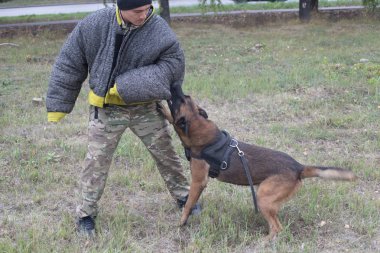 Eğitim çoban köpeği saldıran üzerinde. Köpek eğiticisi kolundan ısırır..