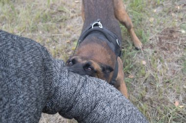Eğitim çoban köpeği saldıran üzerinde. Korumalı kolundan bir antrenör köpek ısırıkları.