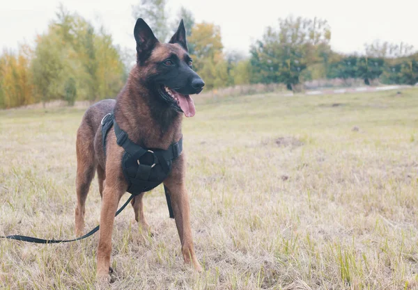 Duży Owczarek niemiecki wyszkolony pies na smyczy stojący na polu — Zdjęcie stockowe