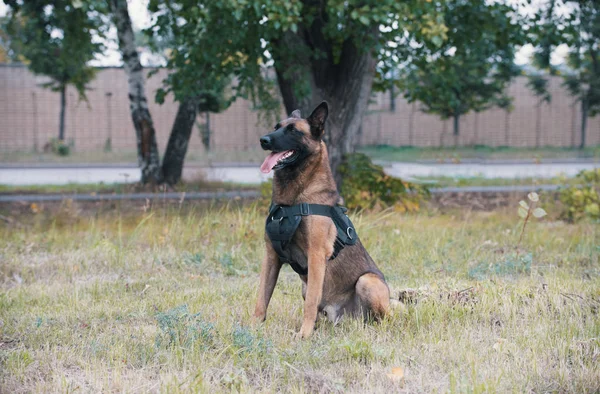 Duży Owczarek niemiecki wyszkolony pies siedzi na polu — Zdjęcie stockowe