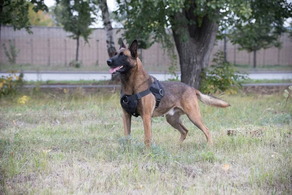 Duży Owczarek niemiecki wyszkolony pies stojący na polu — Zdjęcie stockowe
