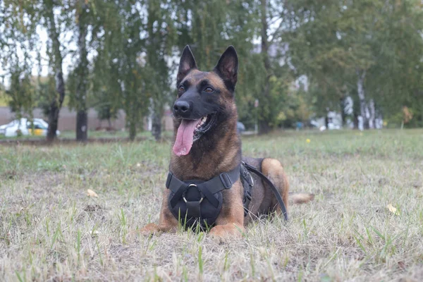 Duży Owczarek niemiecki wyszkolony pies siedzi na polu. Z bliska — Zdjęcie stockowe