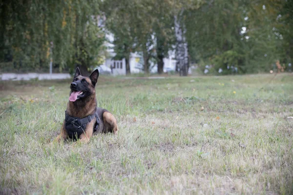 Gran perro pastor alemán entrenado sentado en un campo —  Fotos de Stock