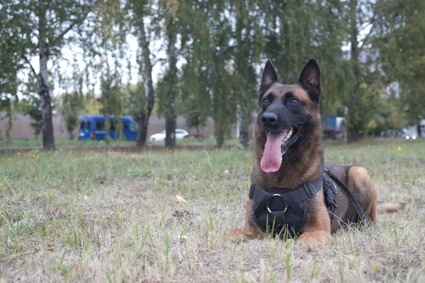 Duży Owczarek niemiecki wyszkolony pies siedzi na polu. Strzał z bliska — Zdjęcie stockowe