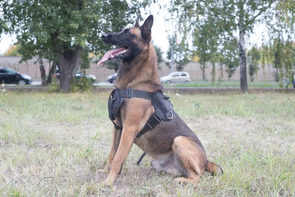Duży Owczarek niemiecki wyszkolony pies siedzi na polu. Kąt boku — Zdjęcie stockowe
