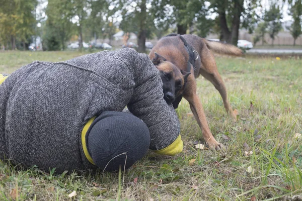 Ποιμενικός εκπαίδευση για επίθεση. Ο σκύλος δαγκώνει στο προστατευμένο βραχίονα και ρίχνει κάτω τον εκπαιδευτή — Φωτογραφία Αρχείου