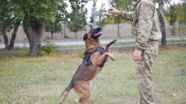 Eğitimli Alman çoban köpek eğitmeni komutu tarafından atlar