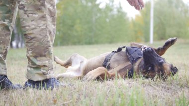 Alman çoban köpeği arkasında döşeme mutlu eğitim