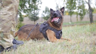 Alman çoban köpeği bir sahada döşeme mutlu eğitim
