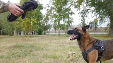 Belgili tanımlık kira kontratı onun antrenman ör köpek için gösterilen bir eğitmen