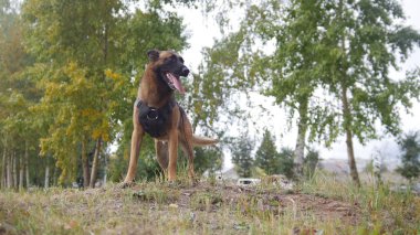 Sağa arıyorsunuz bir sahada kalan bir eğitimli Alman çoban köpeği