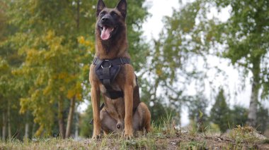 Kamera yakın kalan bir alan üzerinde eğitimli Alman çoban köpek