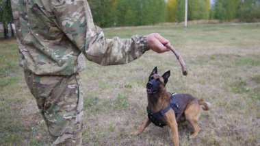 A trainer prepares to throw a stick to a trained german shepherd dog clipart