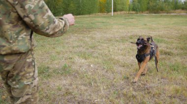 Eğitimli Alman çoban köpeği bir sopa onun eğitmeni getiriyor.