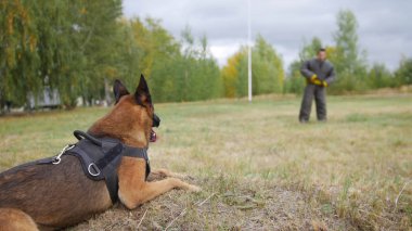 Bir alan üzerinde döşeme eğitimli Alman çoban köpeği. Adam korunması alanın öbür ucunda kalıyor