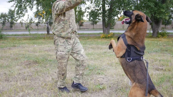 O cão pastor alemão treinado salta pelo comando do treinador. Cão no primeiro plano — Fotografia de Stock