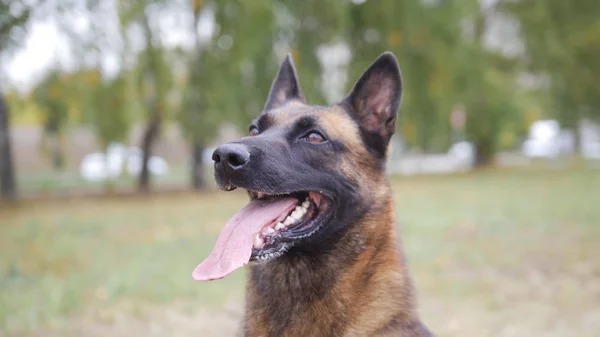 Feliz cão pastor alemão treinado retrato tiro — Fotografia de Stock