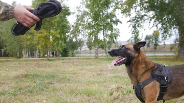 Un dresseur montrant la laisse à son chien dressé — Photo