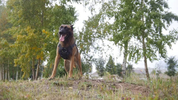 Un berger allemand dressé qui reste sur un champ — Photo