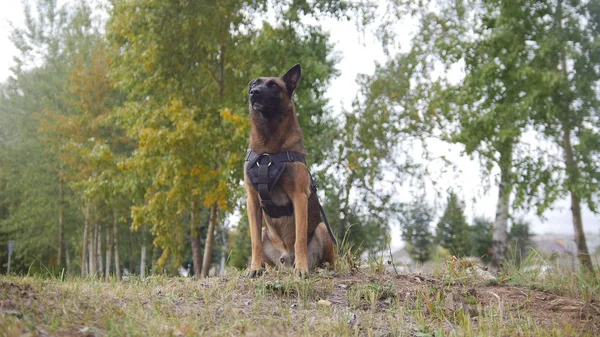 Pies Owczarek niemiecki wyszkolony, pobyt na polu patrząc prosto — Zdjęcie stockowe