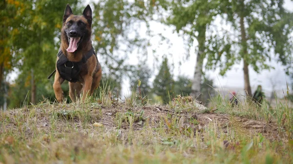 Ein ausgebildeter Schäferhund auf einem Feld, der in die Kamera läuft — Stockfoto