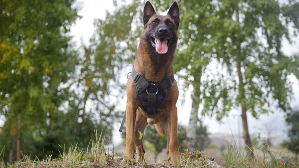 Bir gülümseyen eğitimli Alman çoban köpeği kamera yakın kalan yeşil alan