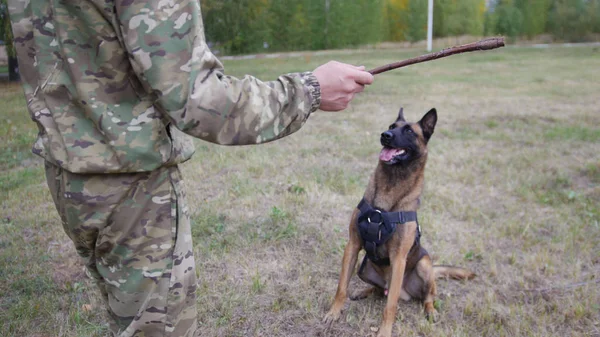 Een trainer die zich voorbereidt op het gooien van een stok naar een grote opgeleide Duitse herder — Stockfoto