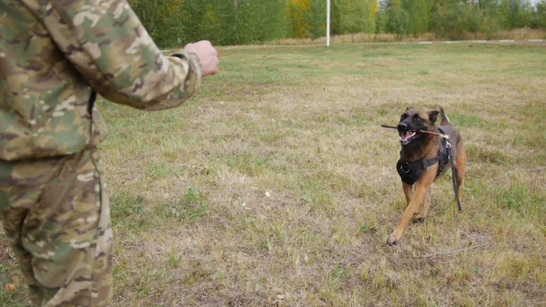 訓練されたジャーマン ・ シェパード犬は、彼のトレーナーに棒をもたらします — ストック写真