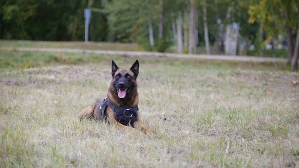 Un berger allemand dressé couché sur un champ. Langue parlée — Photo