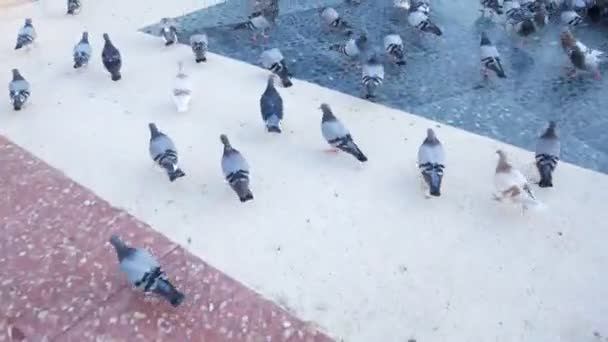 Troupeau de pigeons mangeant du pain à l'extérieur dans le parc municipal . — Video