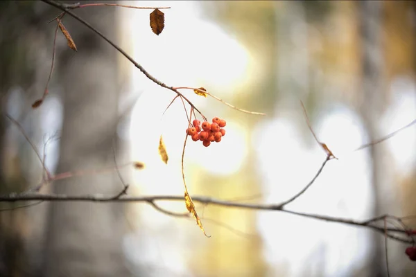 Zweig mit Beeren von Orangen Vogelbeeren im Herbst — Stockfoto