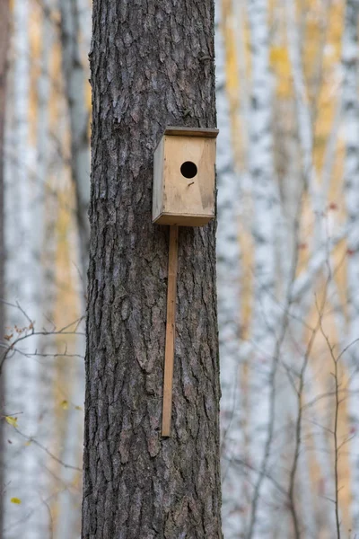 Casa de pájaros colgando del árbol con el agujero de entrada en forma de círculo en el bosque de otoño —  Fotos de Stock